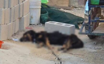 Enjambre de abejas africanas ataca a perrito en Kinchil, Yucatán; muere tras picaduras