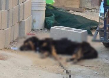 Enjambre de abejas africanas ataca a perrito en Kinchil, Yucatán; muere tras picaduras