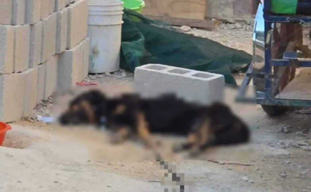 Enjambre de abejas africanas ataca a perrito de nombre “Lucas” en Kinchil, Yucatán (13/02/2025). Foto: Especial