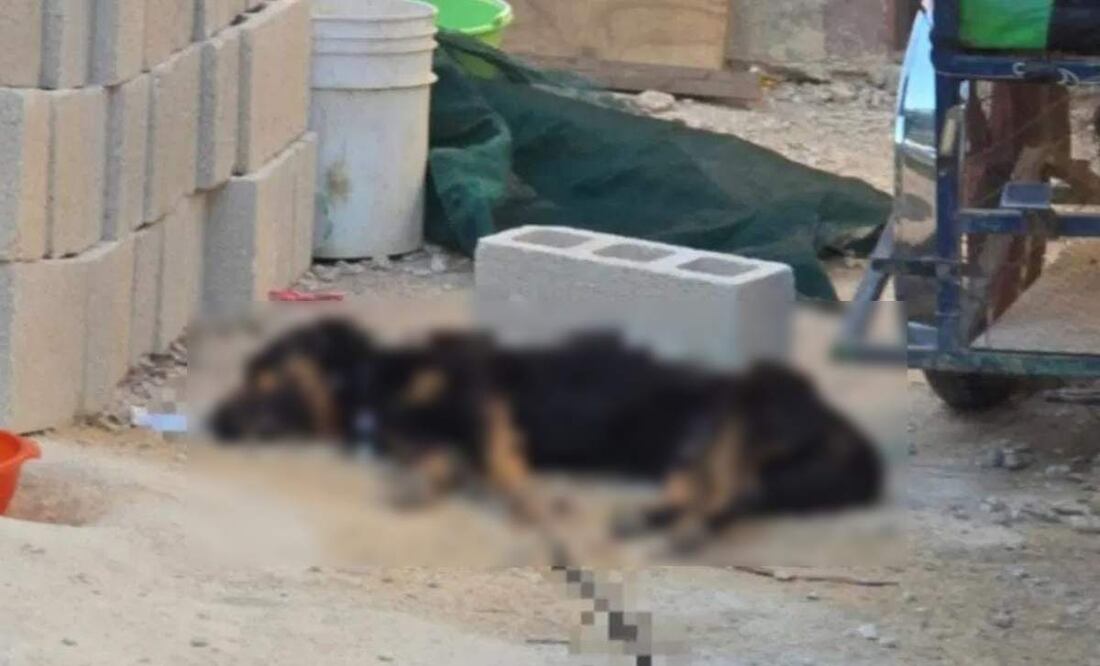 Enjambre de abejas africanas ataca a perrito de nombre “Lucas” en Kinchil, Yucatán (13/02/2025). Foto: Especial