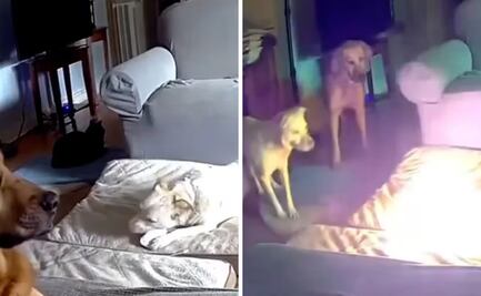 VIDEO: Perrito provoca incendio en casa tras morder batería de litio en EU