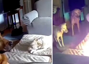 VIDEO: Perrito provoca incendio en casa tras morder batería de litio en EU