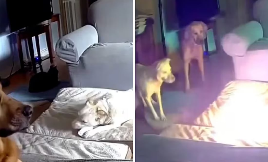 Perrito provoca incendio en casa tras morder batería de litio en Estados Unidos. Foto: Captura de pantalla
