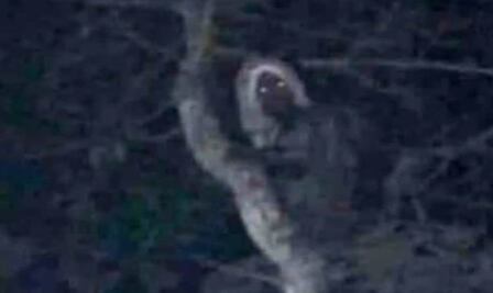 Si los aluxes no existen, habría que inventarlos: AMLO presume que foto que ha sido vista por 10 millones de personas