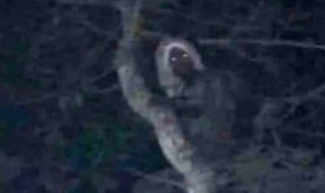 López Obrador difundió la fotografía de un supuesto “aluxe” encontrado en la construcción del Tren Maya y manifestó que “todo es místico”. Foto: especial