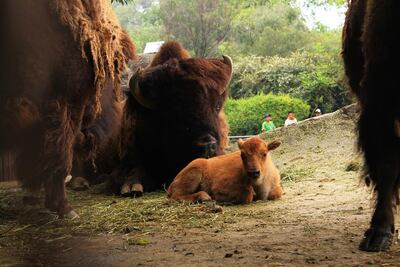 Muere bisonte en zoológico de Chapultepec