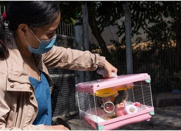 "Nadie me quitará a mi hámster para sacrificarlo": lanzan en Hong Kong misión de rescate tras medida por Covid