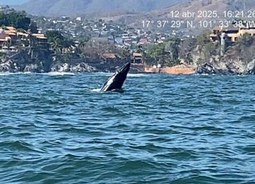 Nace ballenato en costas de Guerrero; Semar idespliega operativo para su protección