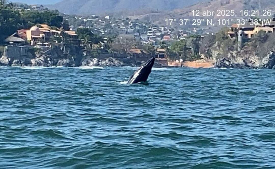 Marina realiza apoyo a cría de ballena jorobada. Foto: Especial