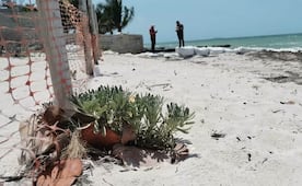 Clausuran cinco predios en la Biosfera de Celestún y Río Lagartos; detectan daños a manglares y dunas