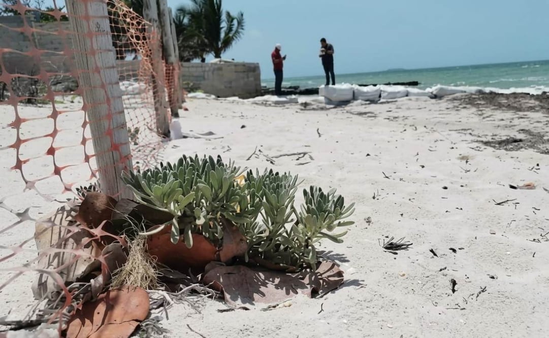 Profepa clausura cinco predios en Yucatán; detectan daños a manglares y dunas.
Foto: Especial.