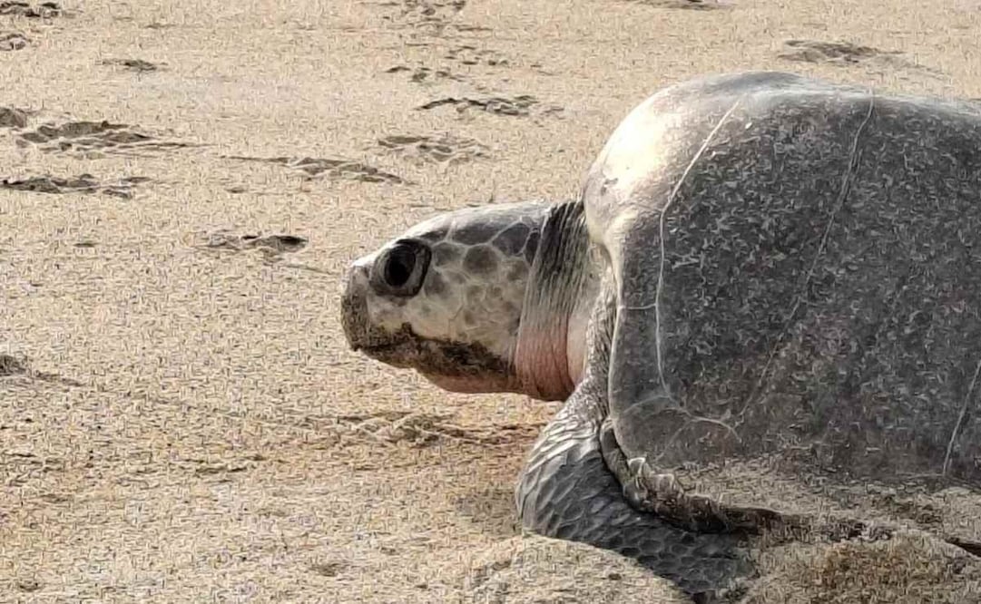 Arriban 11 mil 290 hembras de tortuga golfina al Santuario Playa Escobilla, en Oaxaca. Foto: Conanp
