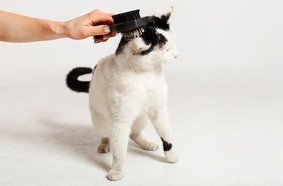 Empleo en Florida: ofrecen más de 160 mil pesos... ¡por abrazar gatitos!