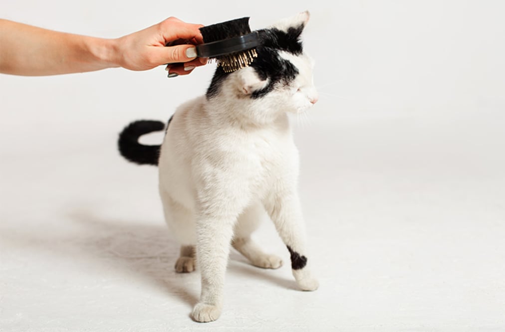 Los gatos de pelo largo son más complicados a la hora de cepillar esto por las características de su pelaje lo hacen más propenso a enredos y nudos.
Foto: Producción El Universal