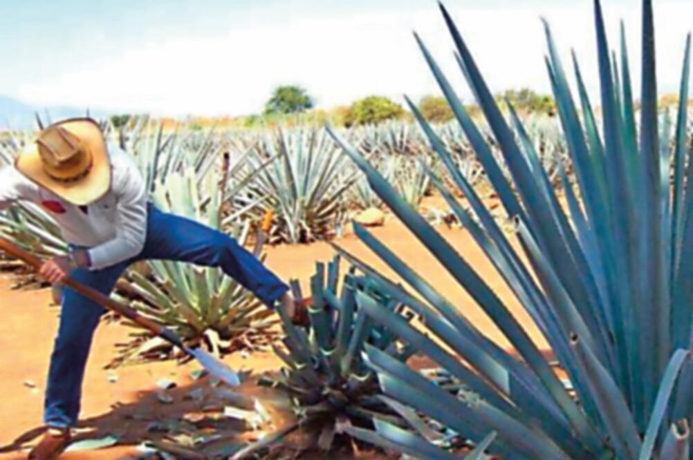 Uno de los productos mexicanos que ya importa Turquía es el tequila producido en el estado de Jalisco (ARCHIVO EL UNIVERSAL)