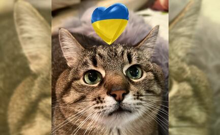 Tiktok: el gato que recauda dinero para los animales en Ucrania
