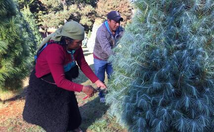 Tzotziles cambian cultivo de maíz por arbolitos de Navidad