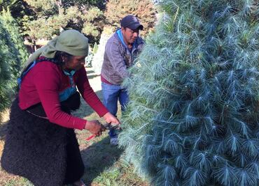 Tzotziles cambian cultivo de maíz por arbolitos de Navidad