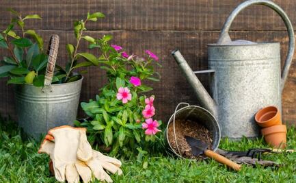 3 increíbles datos de las plantas que no todos saben