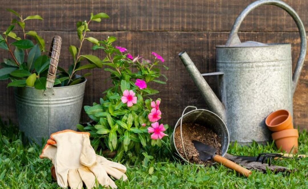 Las plantas, continúan desafiando nuestras percepciones y ofrecen pistas para el futuro. Fuente: Freepik.