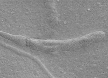 Hallan un espermatozoide de hace 50 millones de años