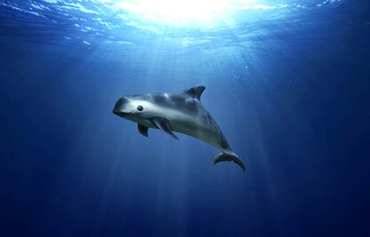 Retiran 451 redes de pesca en Alto Golfo de California: Semarnat