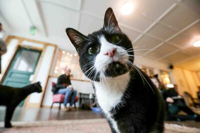 Castigan a hombres por dar de comer un gato vivo a dos perros