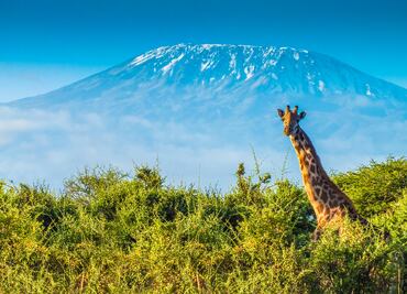 Safari en África para niños