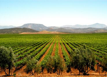 Ruta del vino por Baja California