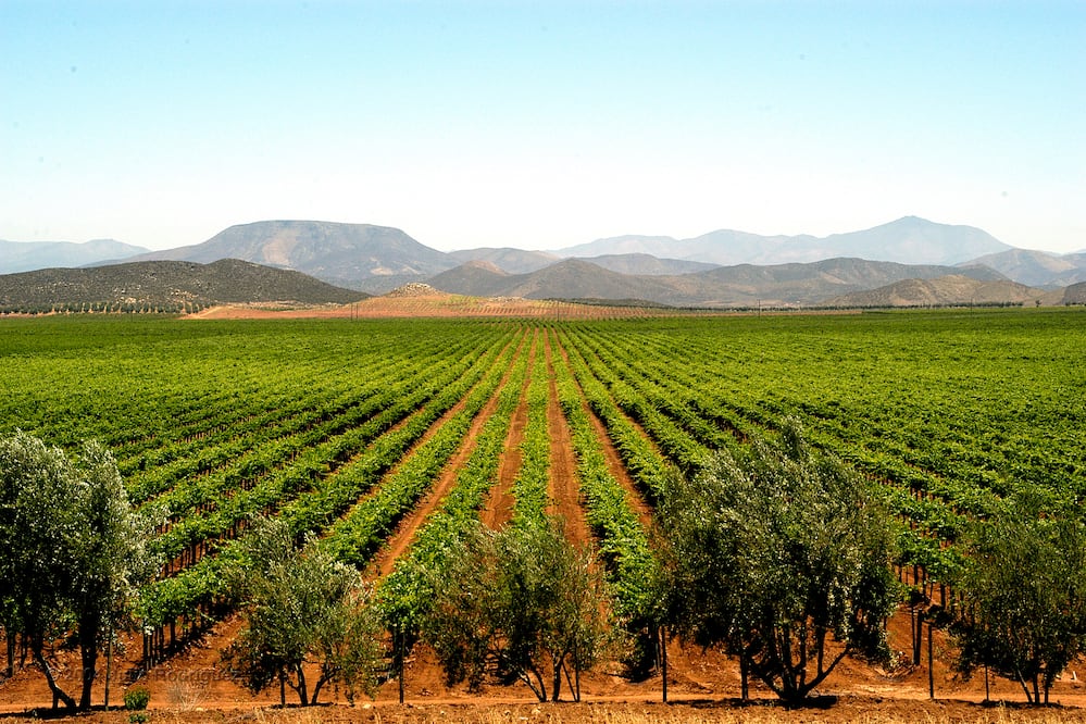 Más del 90 por ciento de los vinos en México proviene de Baja California. (Foto: Julio Rodríguez)