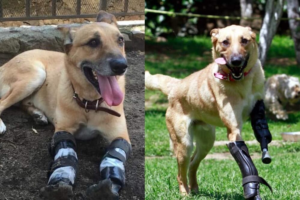 Pay de Limón fue rescatado de un basurero. Foto: Facebook MILAGROS CANINOS, AC