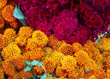 Día de Muertos 2025: Consejos para que tus flores de cempasúchil duren más tiempo en la ofrenda