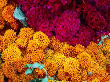 Día de Muertos 2025: Consejos para que tus flores de cempasúchil duren más tiempo en la ofrenda