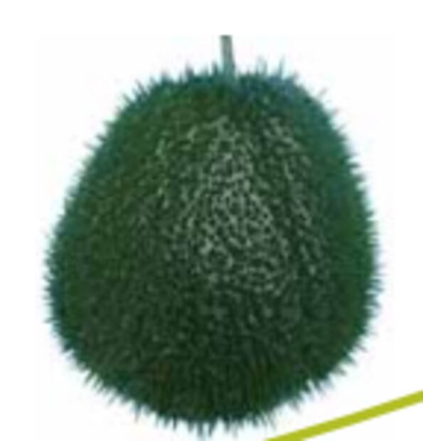 Foto: Grupo Interdisciplinario de Investigación
en Sechium edule en México, A.C.