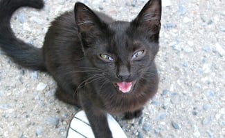 ¿Por qué tu gato maúlla aunque tenga comida?; conoce las razones