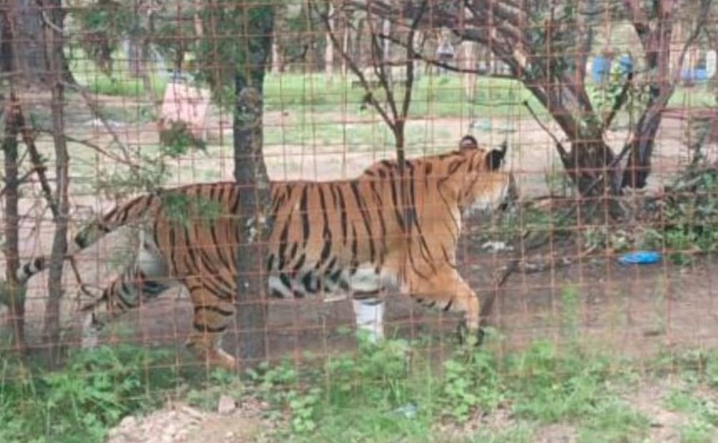 Liberan a mujer y bebé en campamento criminal en Zacatecas; aseguran un tigre de bengala.
Foto: Especial.