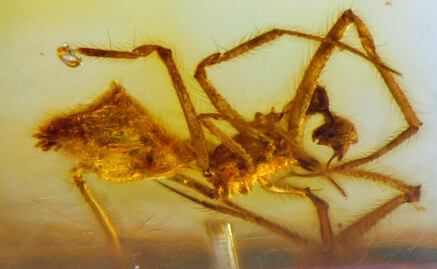 Hallan araña fosilizada en ámbar con 23 millones de años de antigüedad en mina de Chiapas 