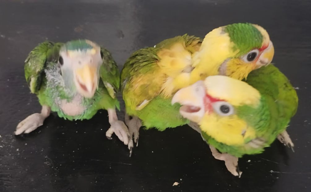 Profepa rescata a 68 ejemplares de pericos y loros en Michoacán y Chiapas (27/05/2026). Foto: Especial