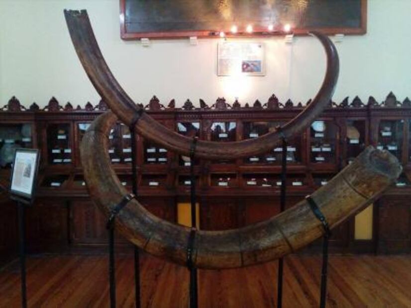 La estación del Metro que puede presumir un mamut