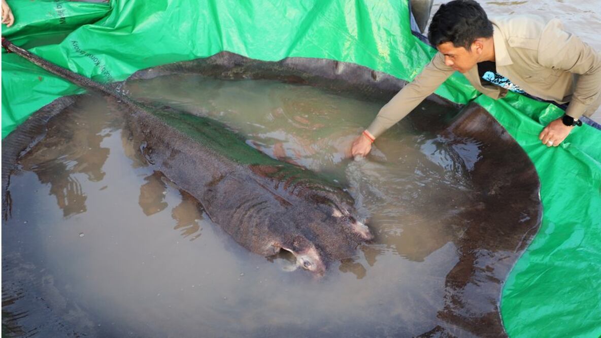 La raya gigante de agua dulce es una especie en peligro de extinción. Foto: Wonders of the Mekong