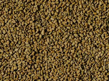 ¿Qué es el fenogreco y cuáles son sus beneficios?