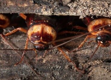 ¿Por qué cada vez hay más cucarachas?