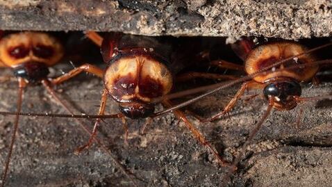 ¿Por qué cada vez hay más cucarachas?