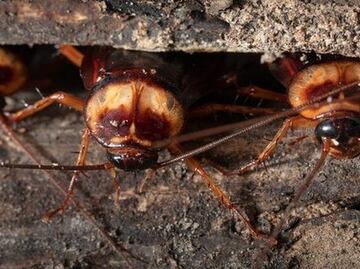 ¿Por qué cada vez hay más cucarachas?