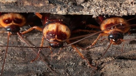 ¿Por qué cada vez hay más cucarachas?