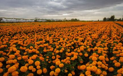 Día de Muertos: así será la venta de cempasúchil en viveros de Tláhuac y Xochimilco