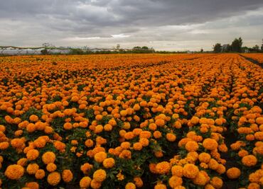 Día de Muertos: así será la venta de cempasúchil en viveros de Tláhuac y Xochimilco