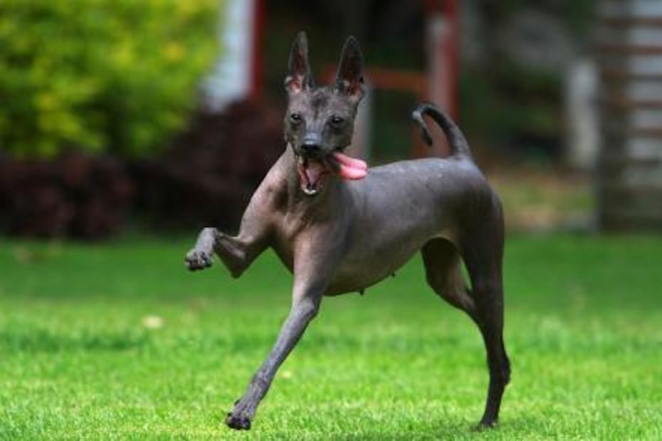 Xoloitzcuintle, un fiel testigo del México prehispánico