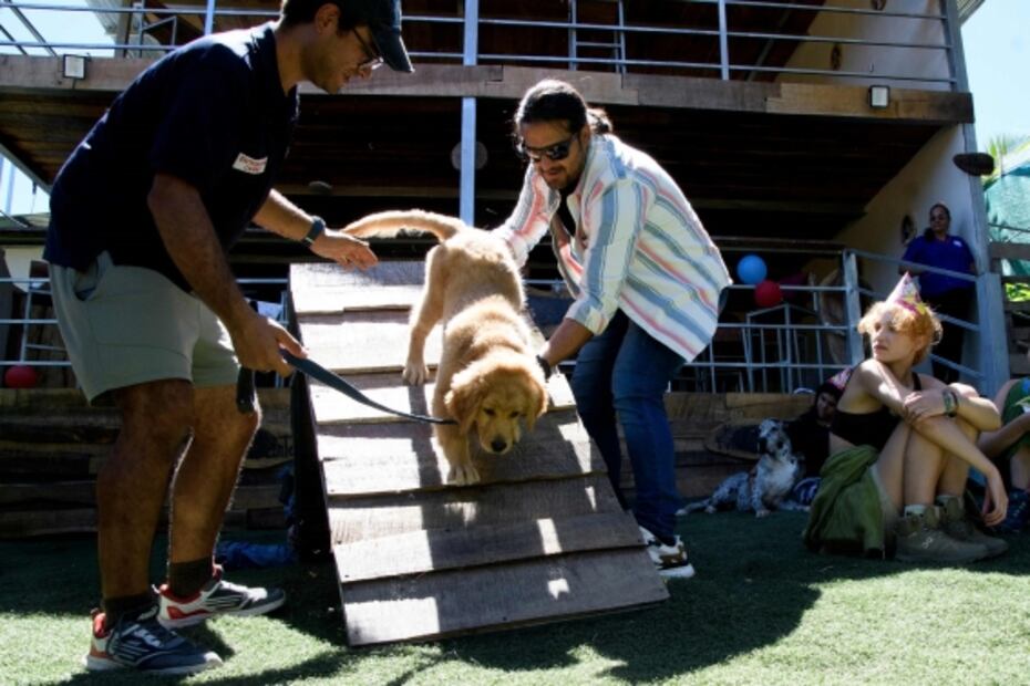 "El perrazo": un restaurante para lomitos y "amigable con los humanos"