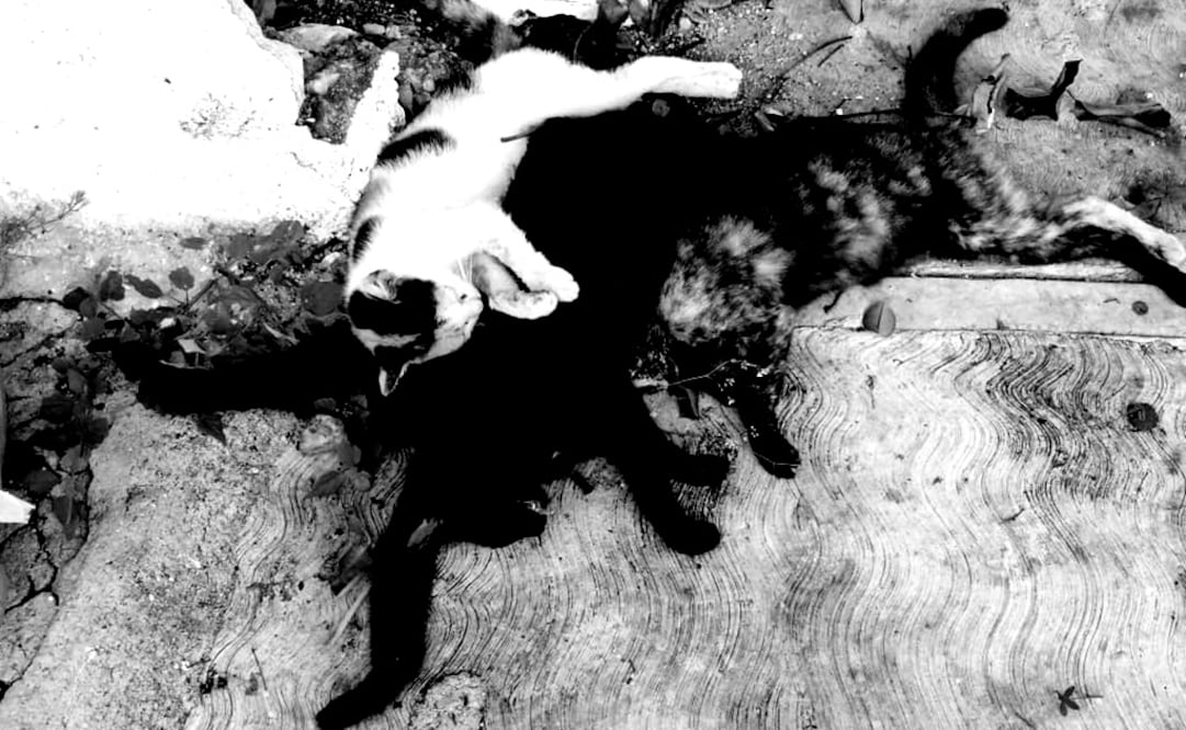 Algunos de los gatos que murieron envenenados en el sur de Mérida. Foto: Especial